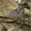 Hypena laceratalis
